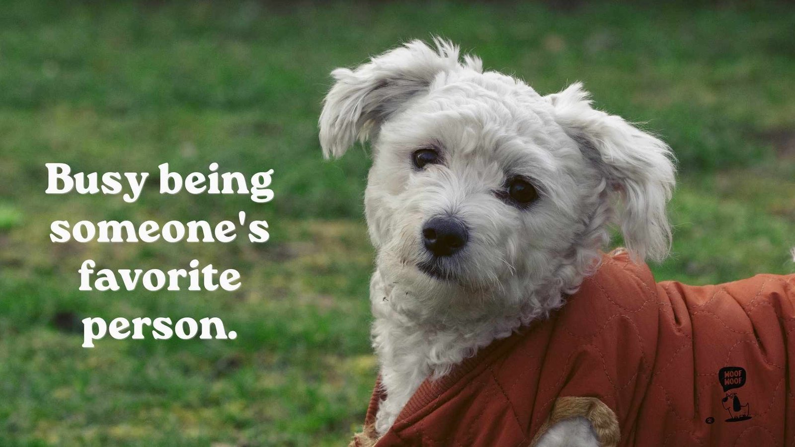 Cute Dog Status Ideas