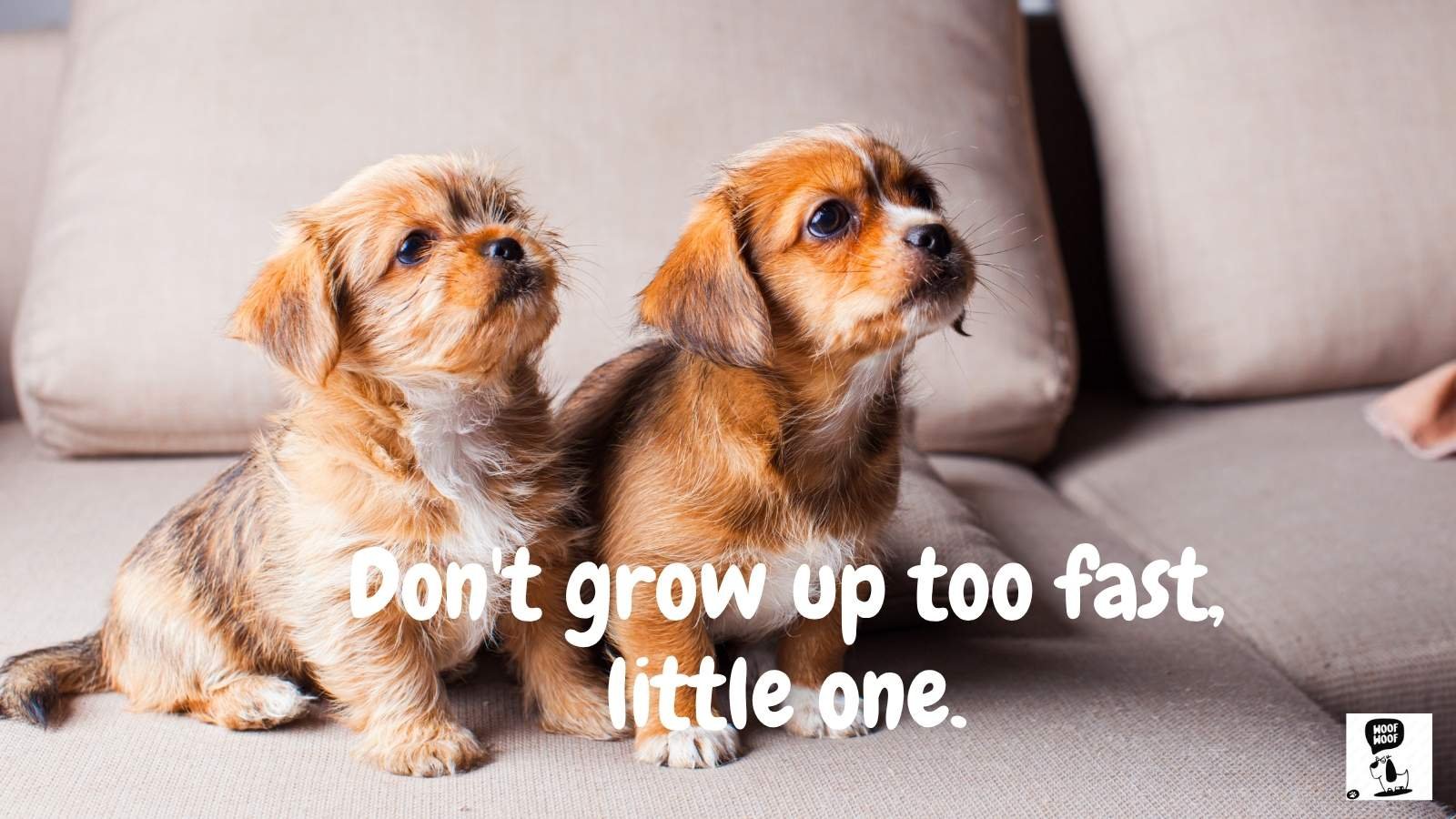 Cute Lines for Dogs