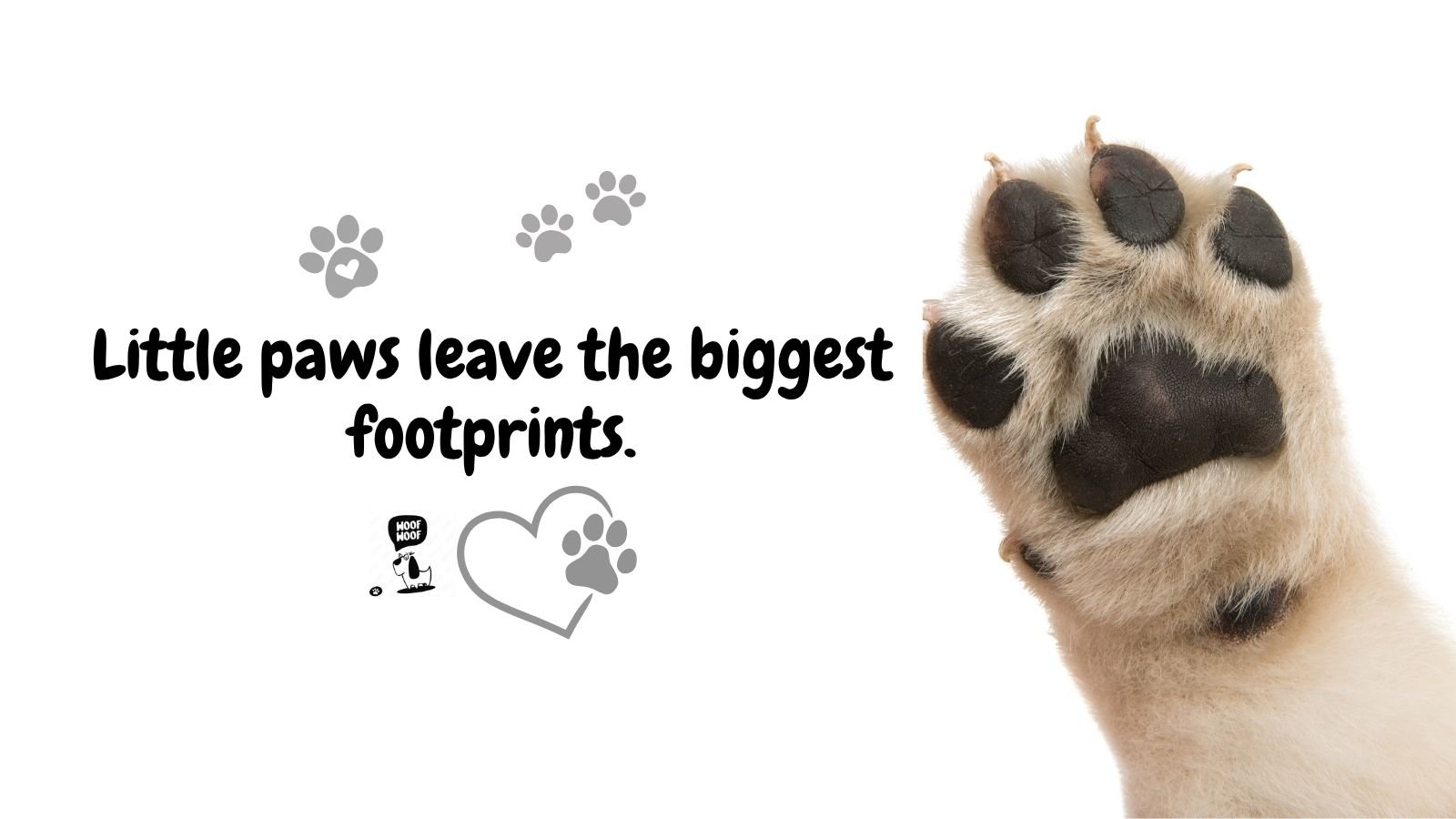Cute Paw Quotes