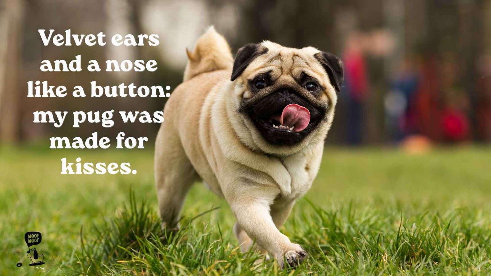 Cute Pug Quotes