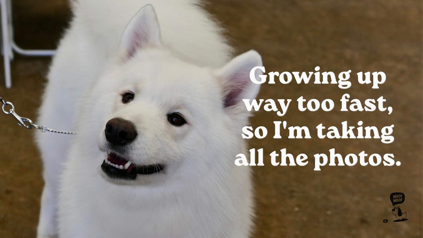 Cute Puppy Captions for Tiny New Friends