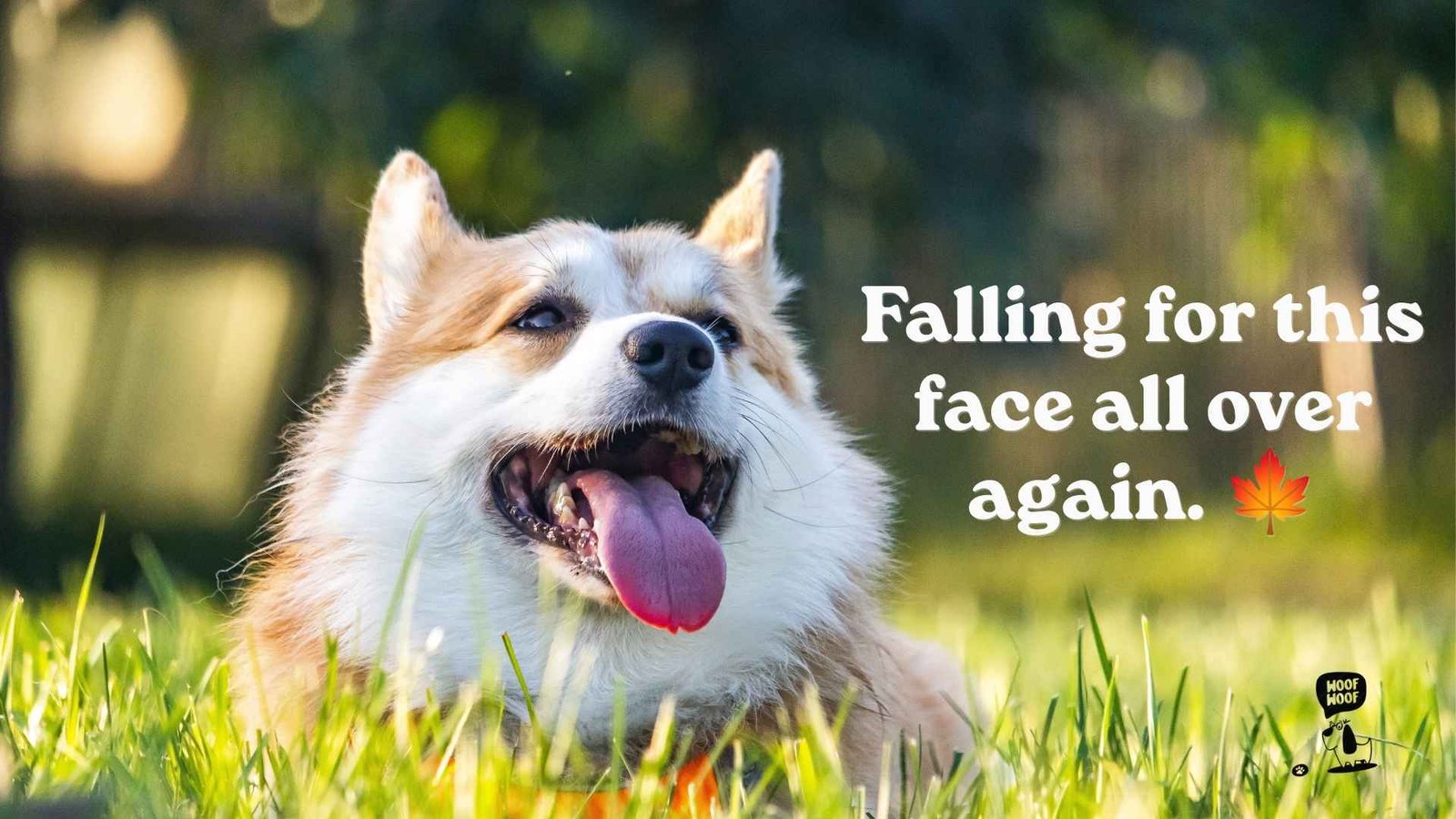 Cute Seasonal Dog Captions