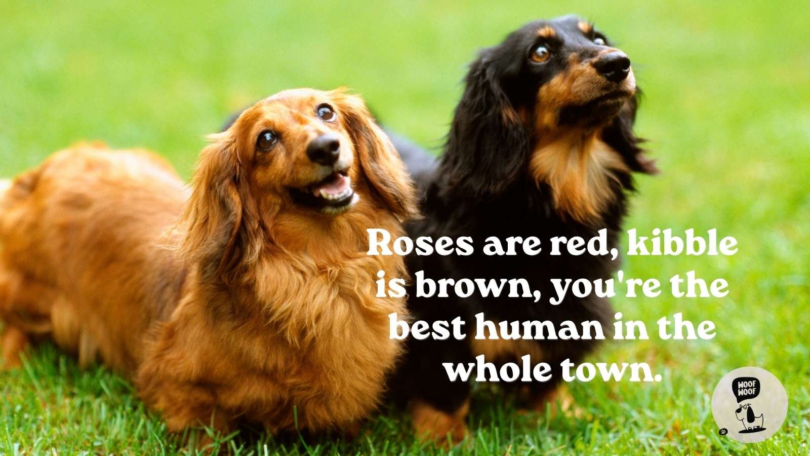Cute and Funny Dog I Love You Quotes