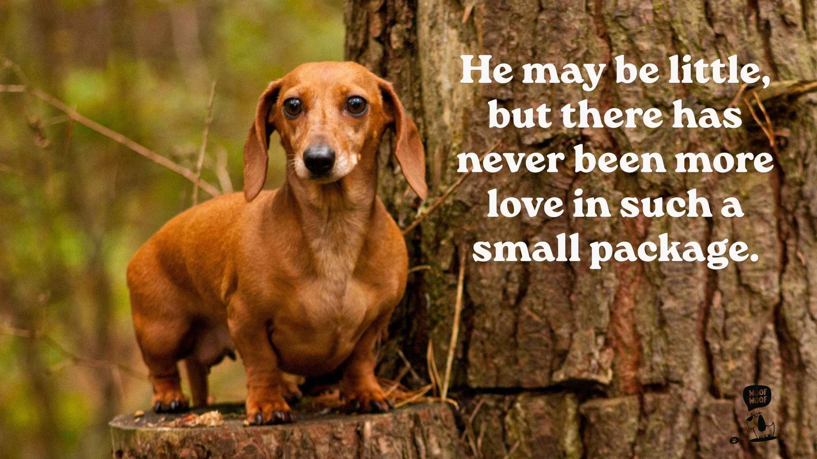 Dachshund Love Quotes