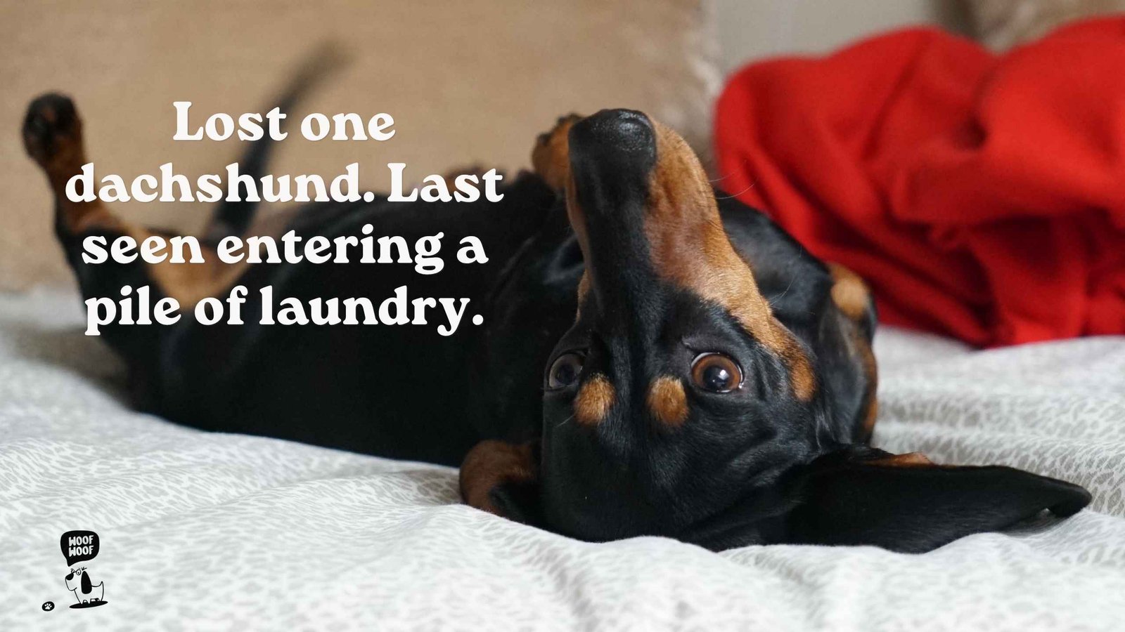 Dachshund Quotes About Digging and Burrowing