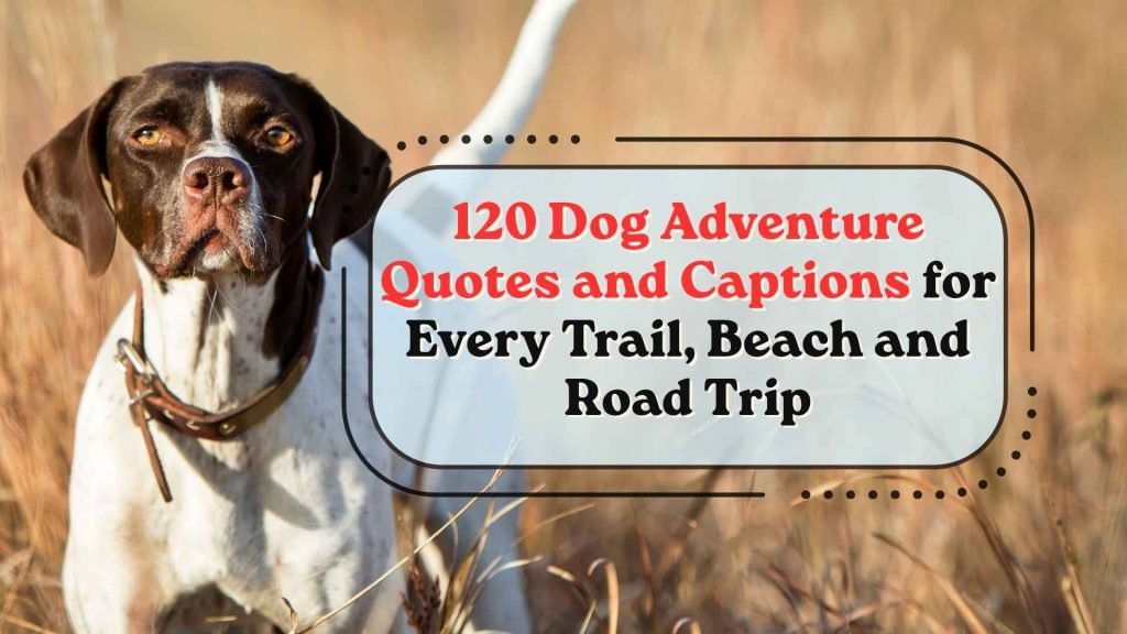 Dog Adventure Quotes and Captions