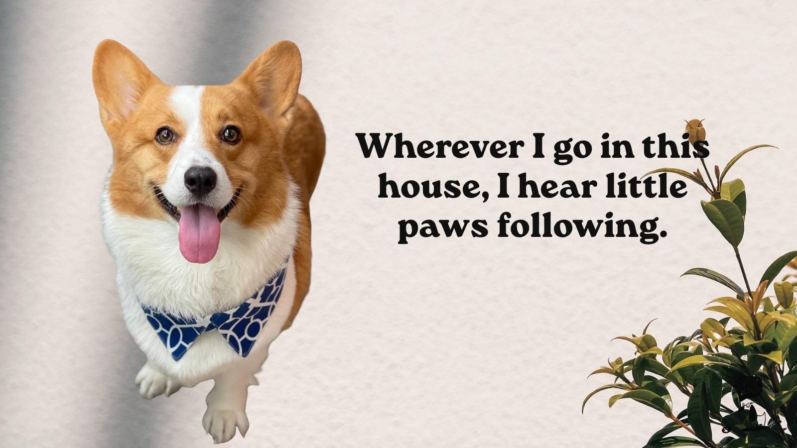 Dog Attachment Quotes for Your Little Shadow