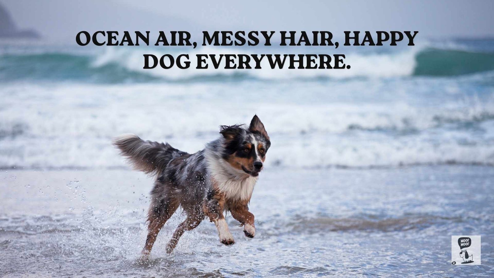 Dog Beach Quotes and Instagram Captions