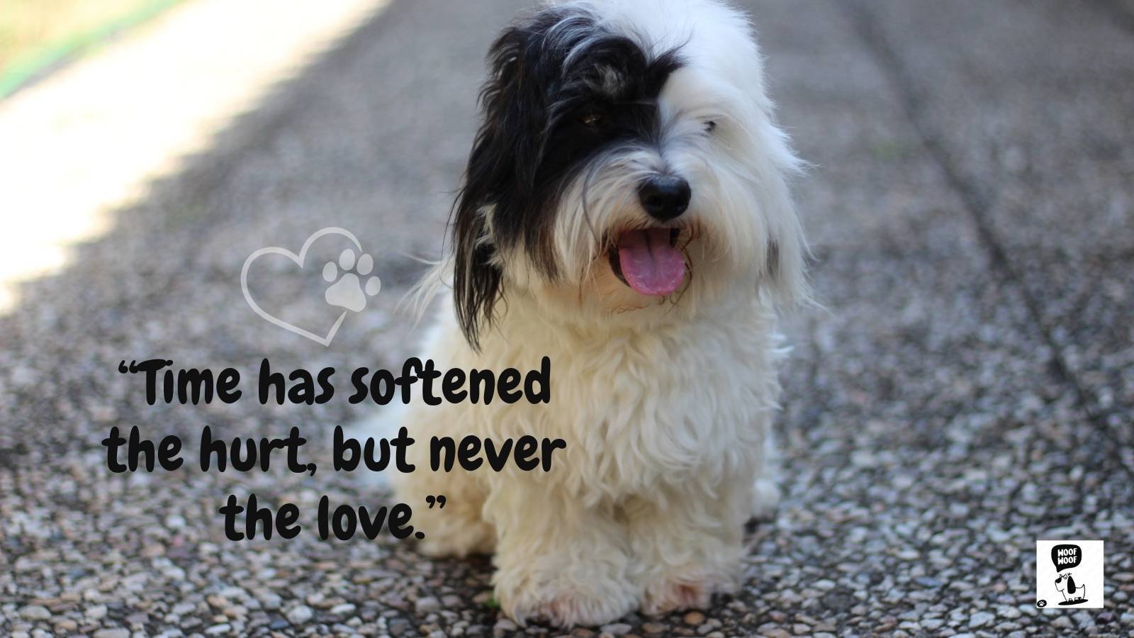 Dog Death Anniversary Quotes