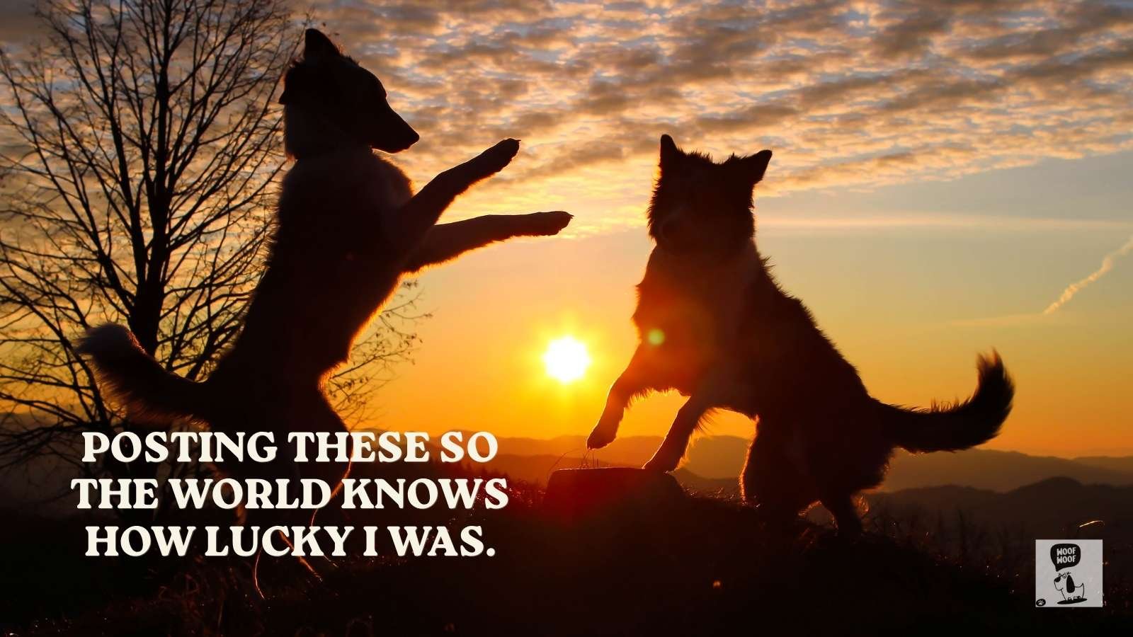 Dog Death Captions for Instagram Posts and Photo Dumps