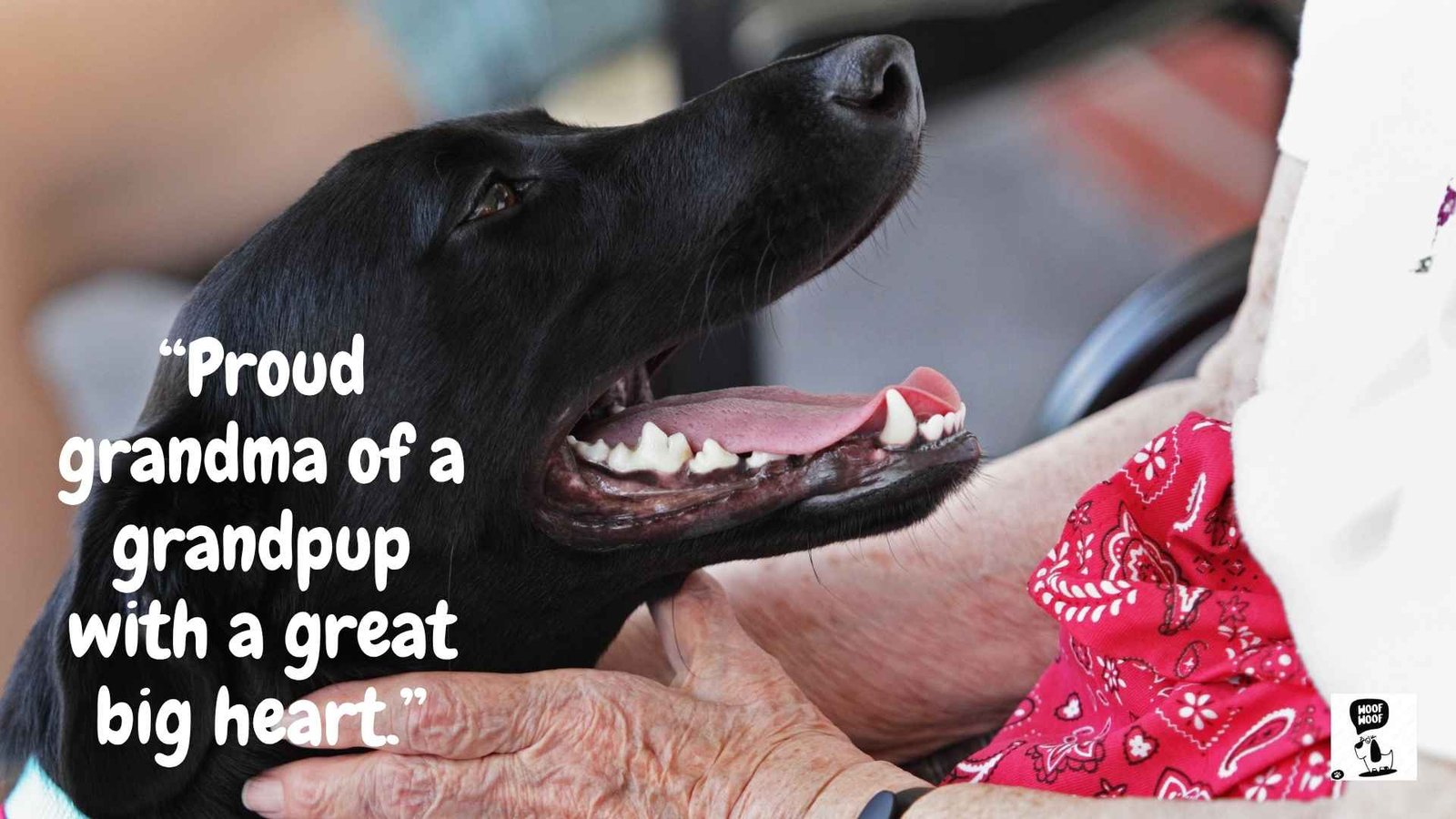Dog Grandma Quotes