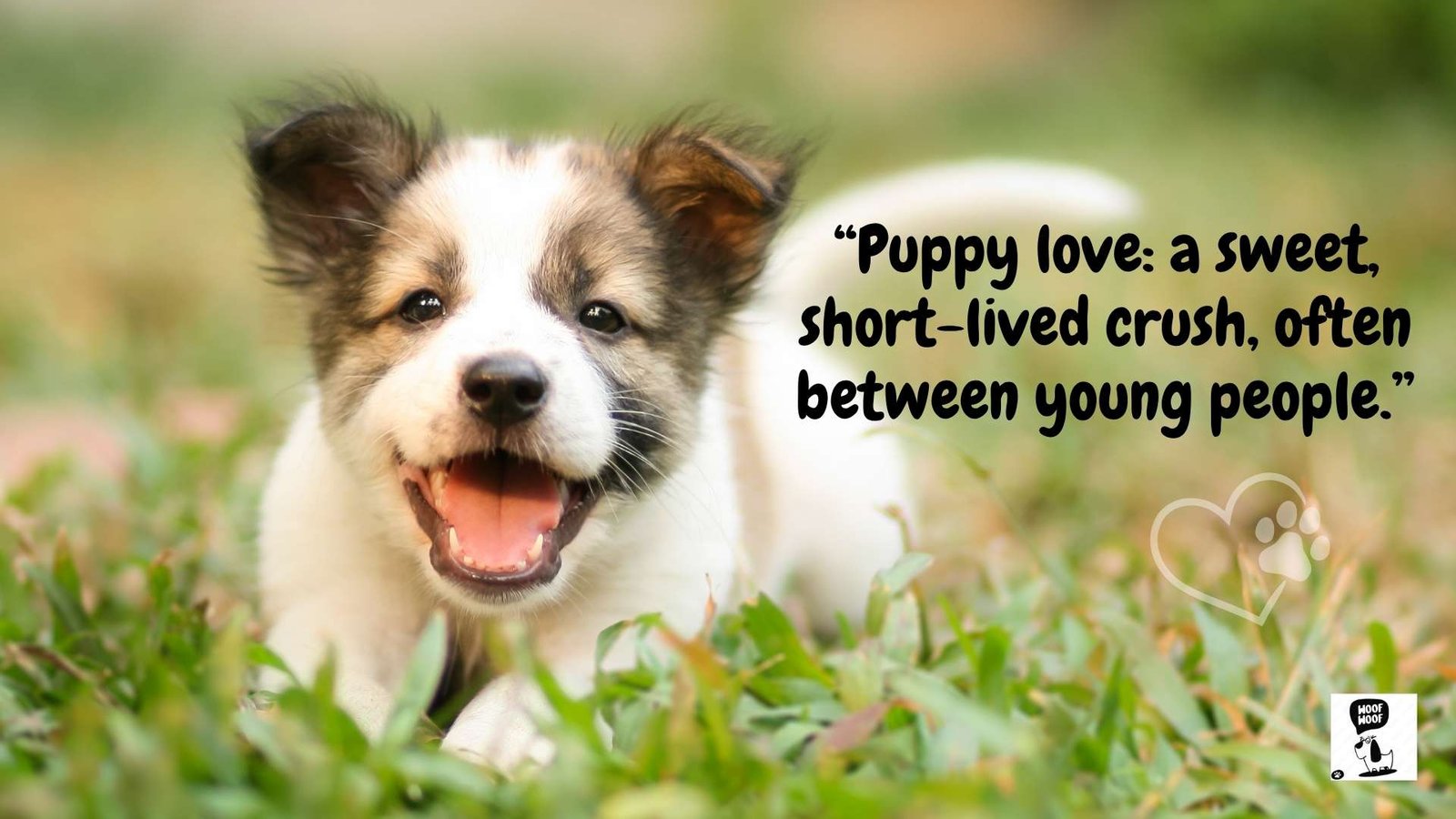 Dog Idioms