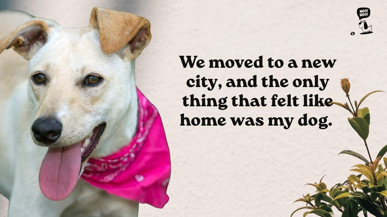 Dog Love Emotional Quotes for Hard Seasons of Life