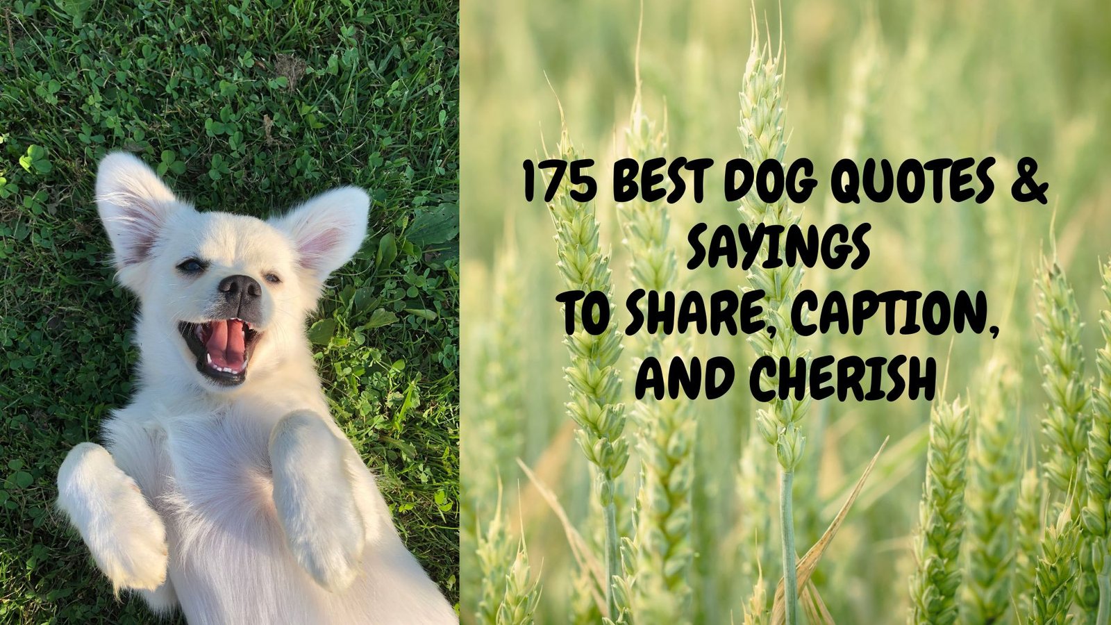 Dog Lovers Quotes- Woof woof