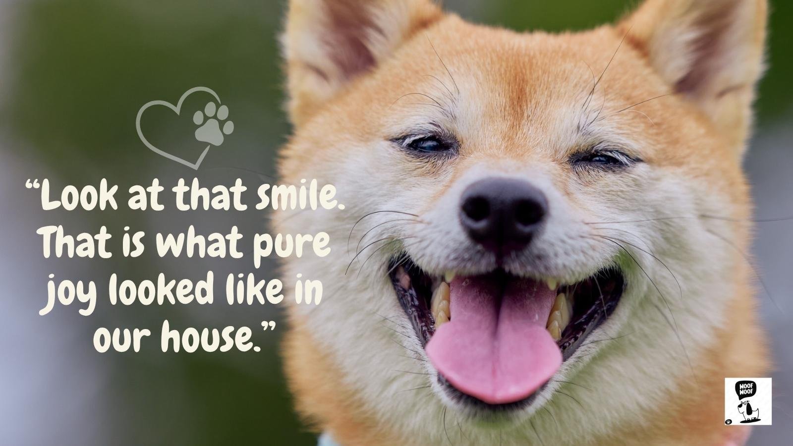 Dog Memorial Quotes for Photo Frames and Shadow Boxes