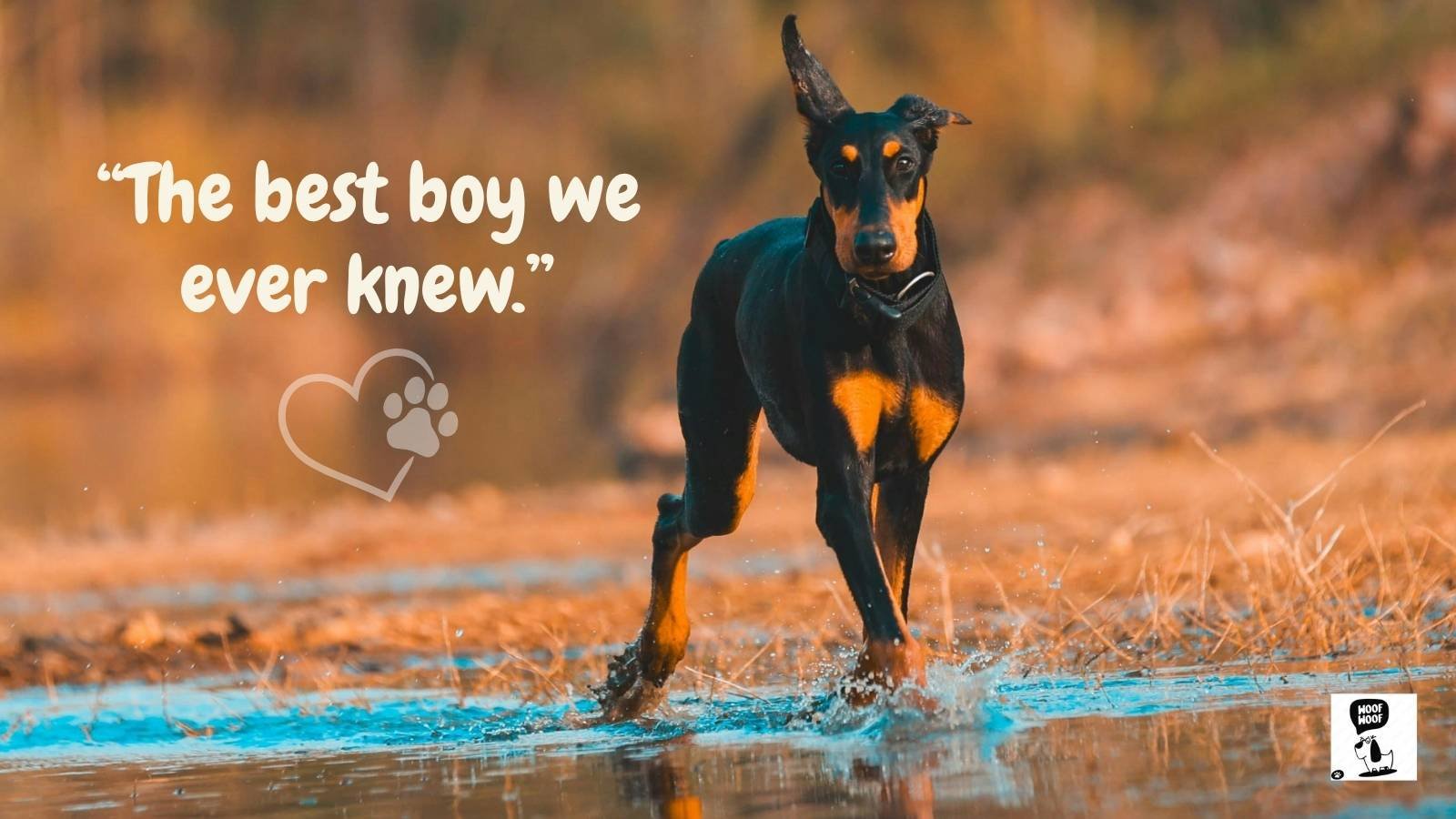 Dog Memorial Words and Phrases