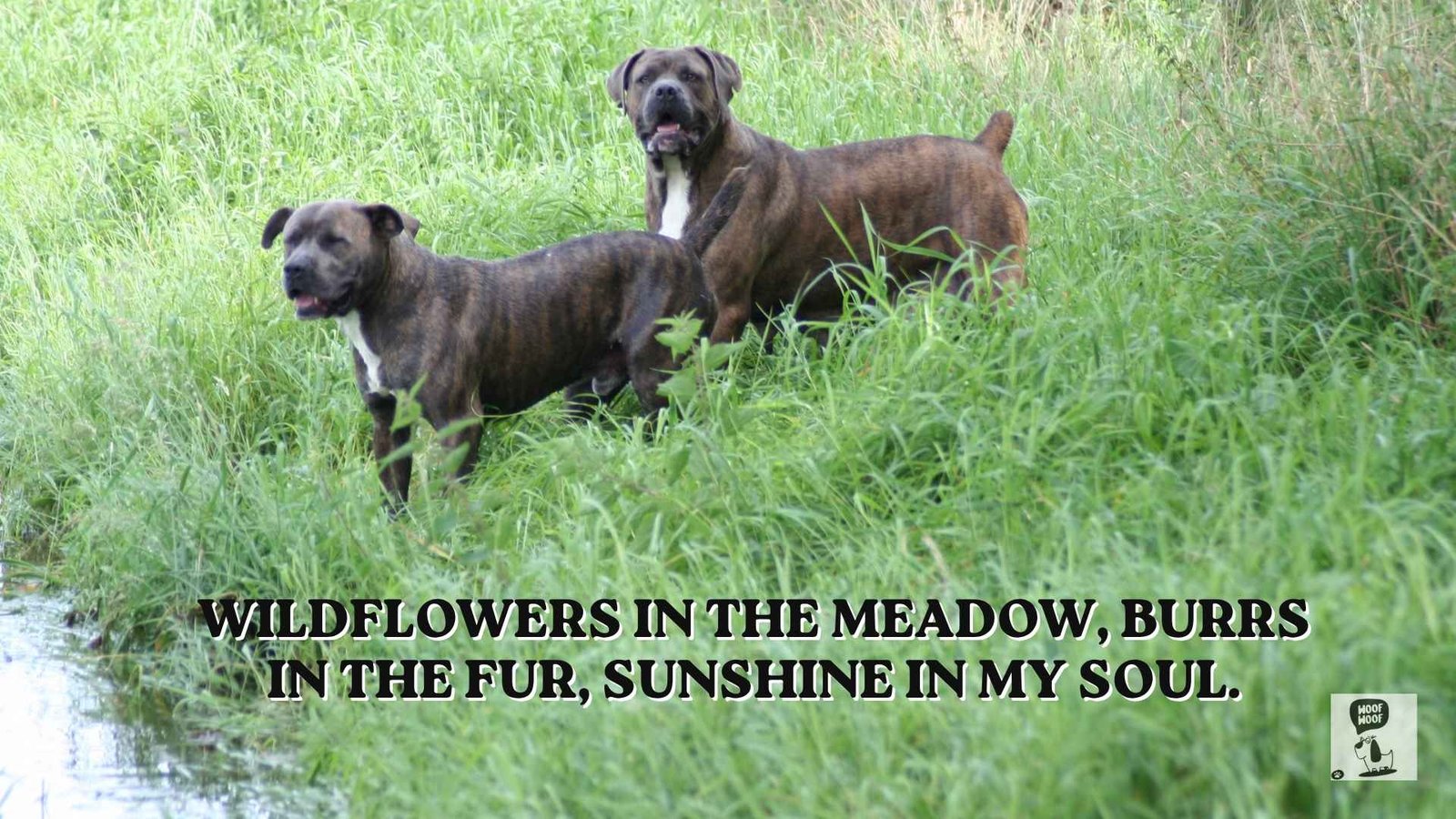 Dog Nature Quotes