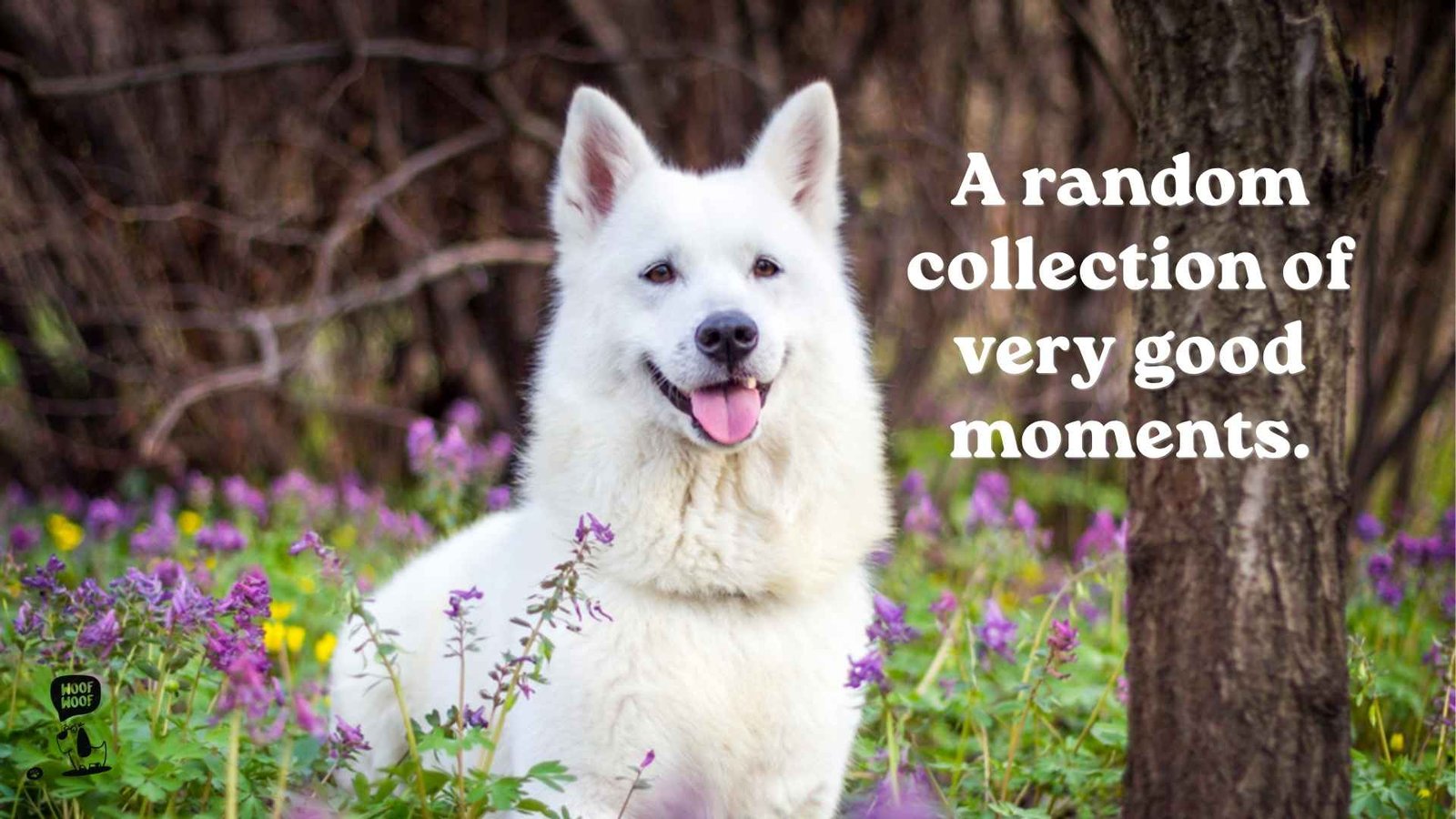 Dog Photo Dump Captions