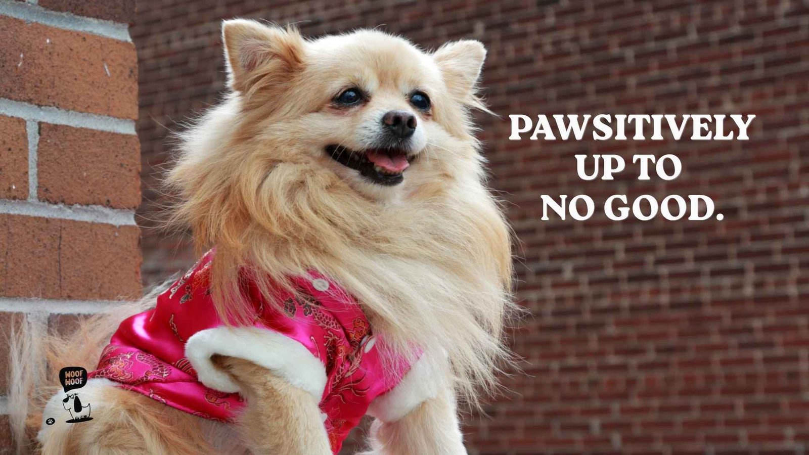 Dog Pun Captions and Dog Puns for Instagram