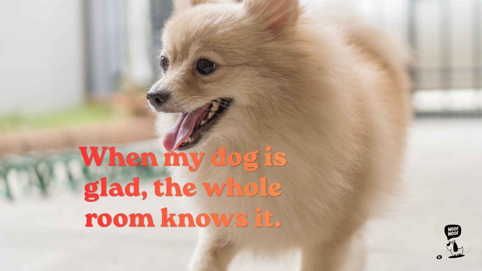 Dog Pure Love Quotes About Truthful Love