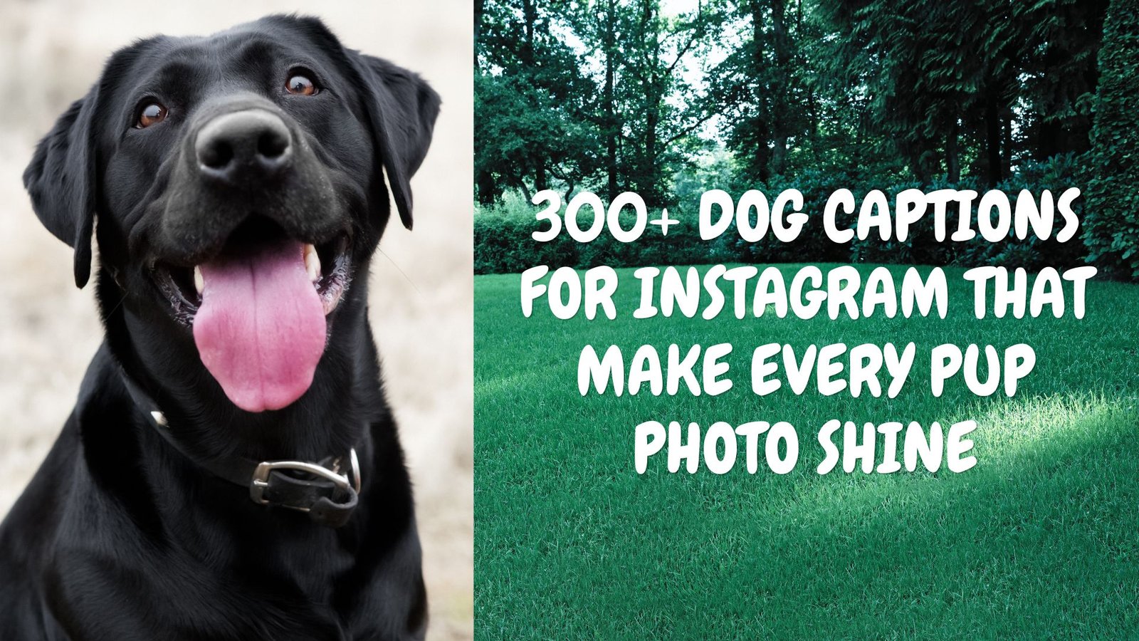 Dog quotes - caption - Woof woof