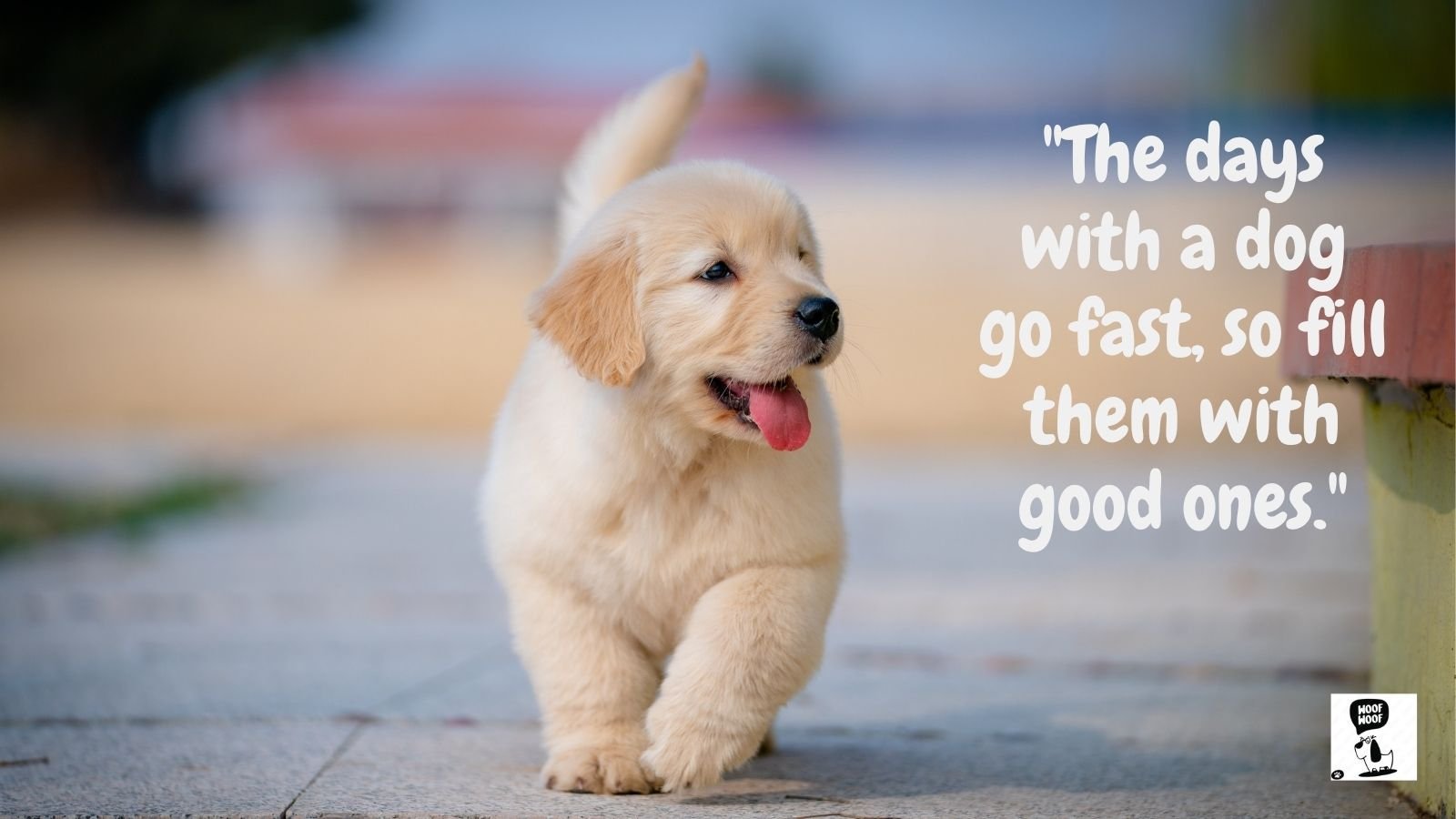 Dog Quotes About Life