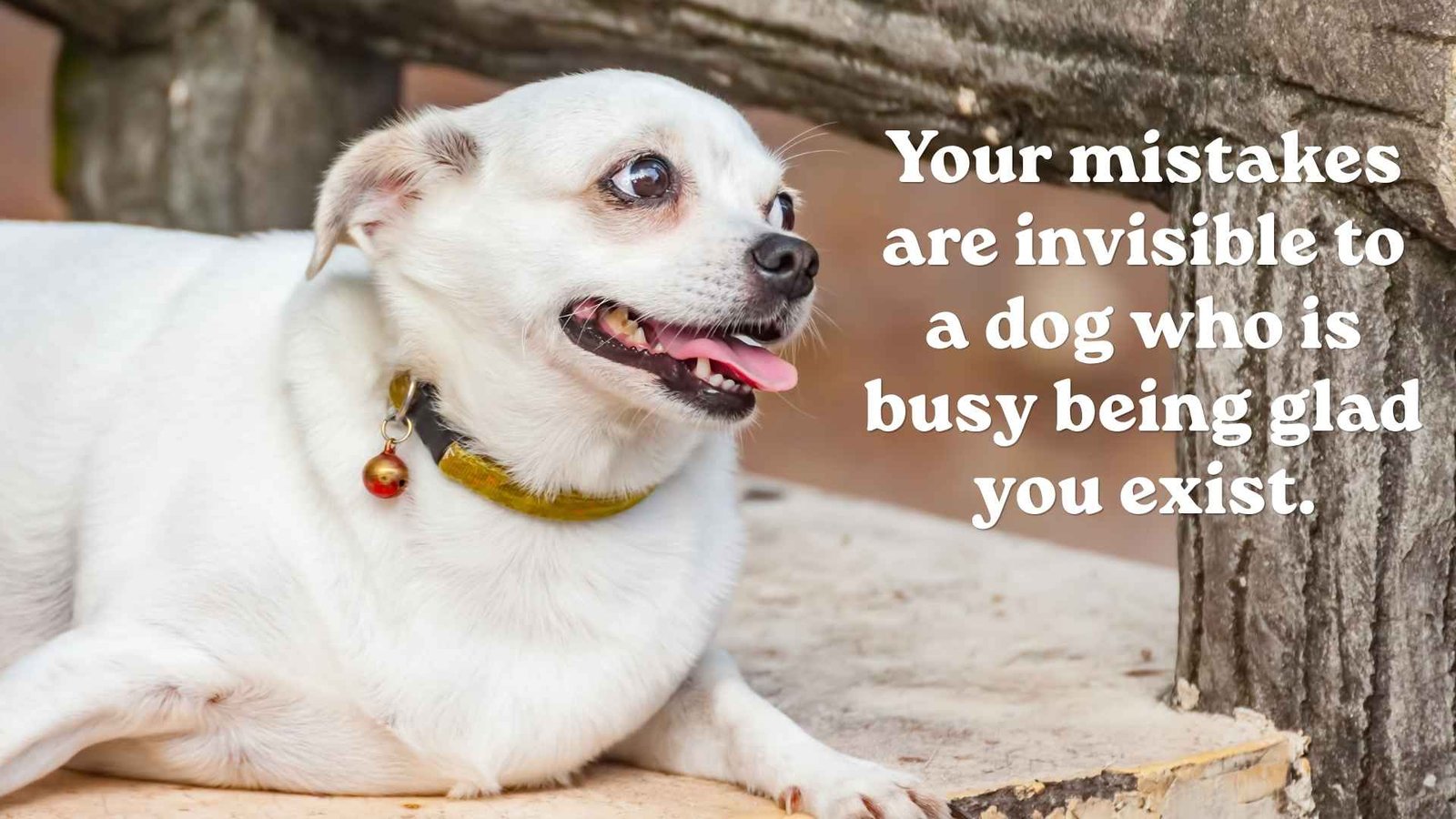 Dog Quotes About Unconditional Love Without Judgment