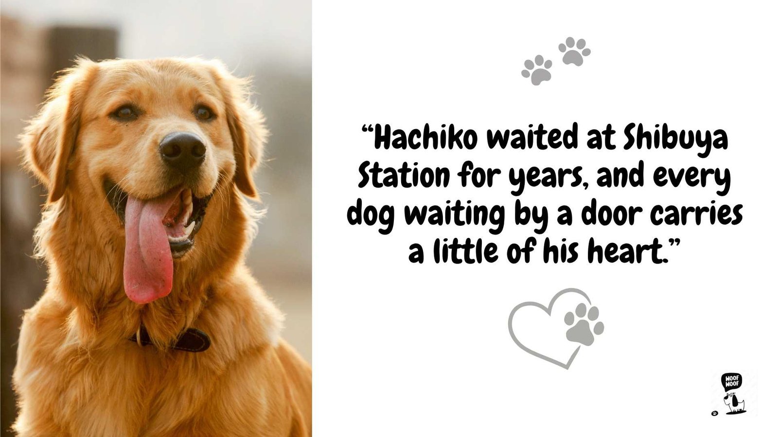 Dog Quotes Inspired