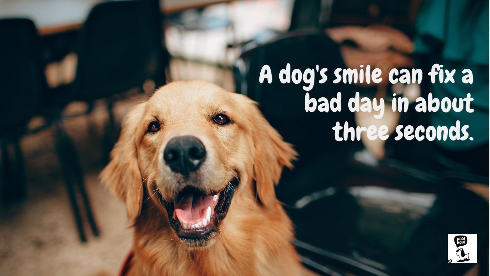 Dog Smile, Dog Eyes, and Dog Nose Quotes