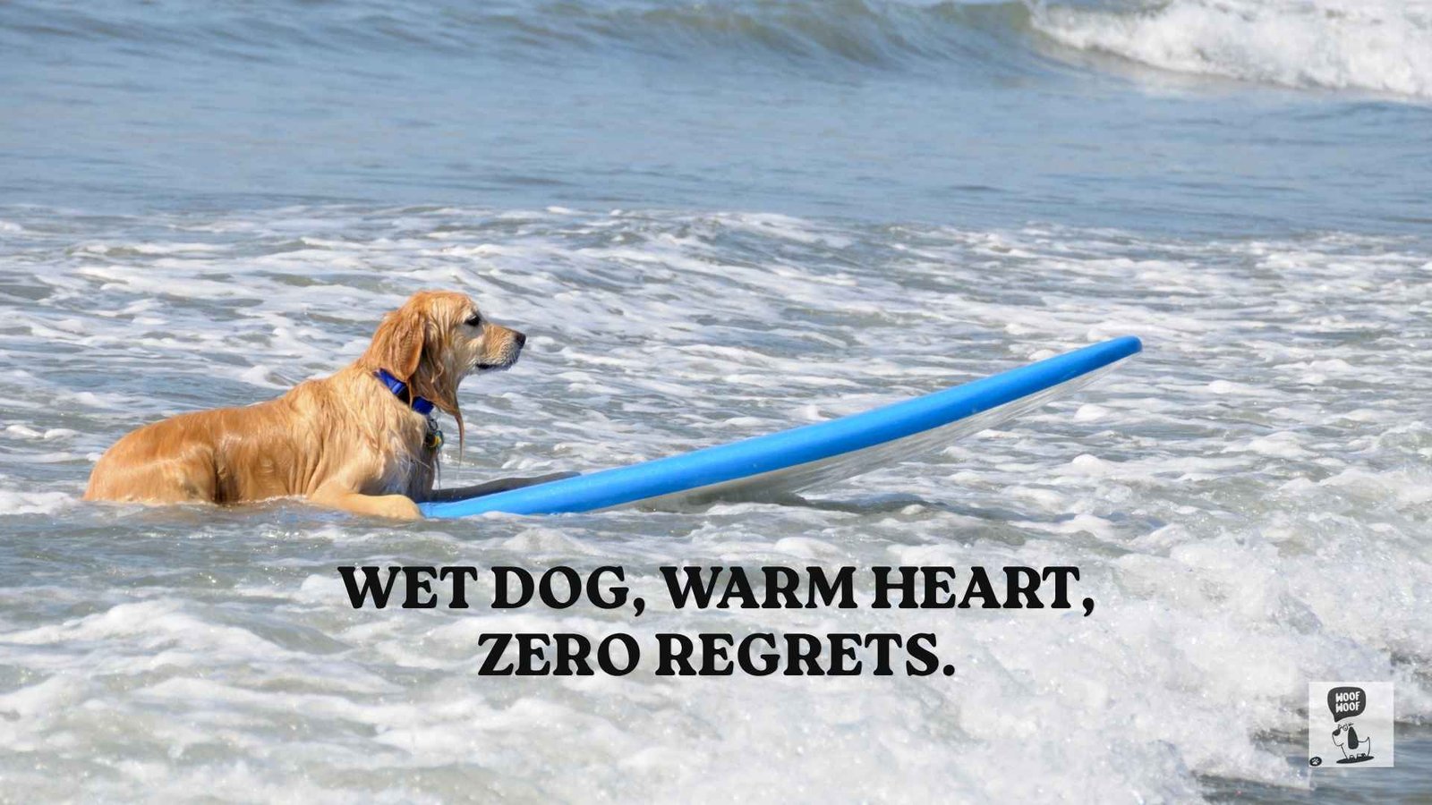 Dog Swimming Quotes