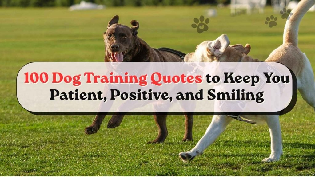 Dog Training Quotes