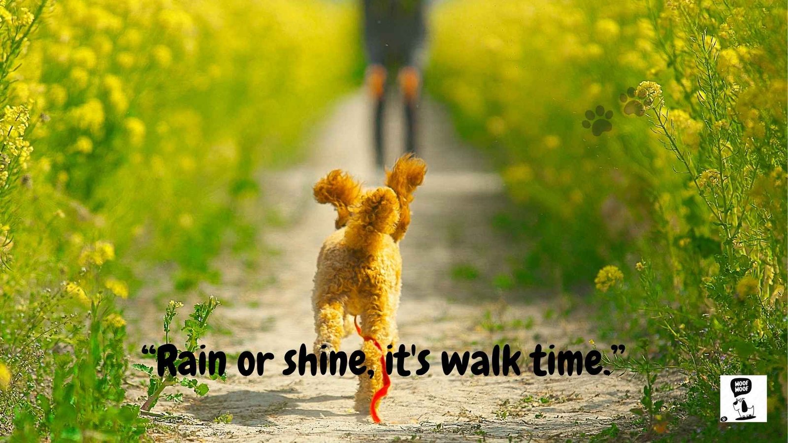 Dog Walking Catchphrases