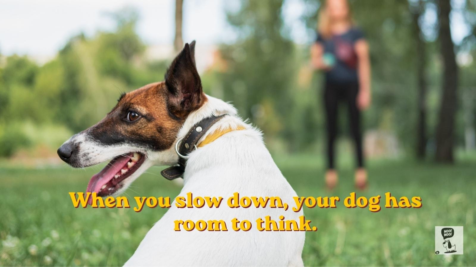 Dog Whisperer Quotes