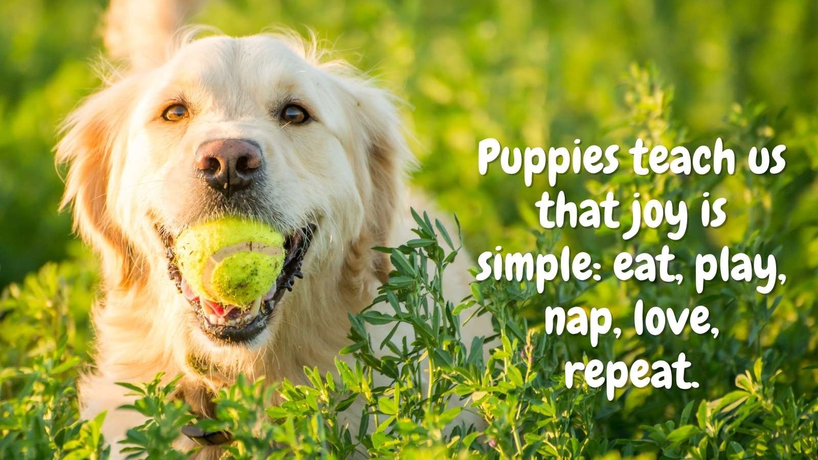 Dog caption free