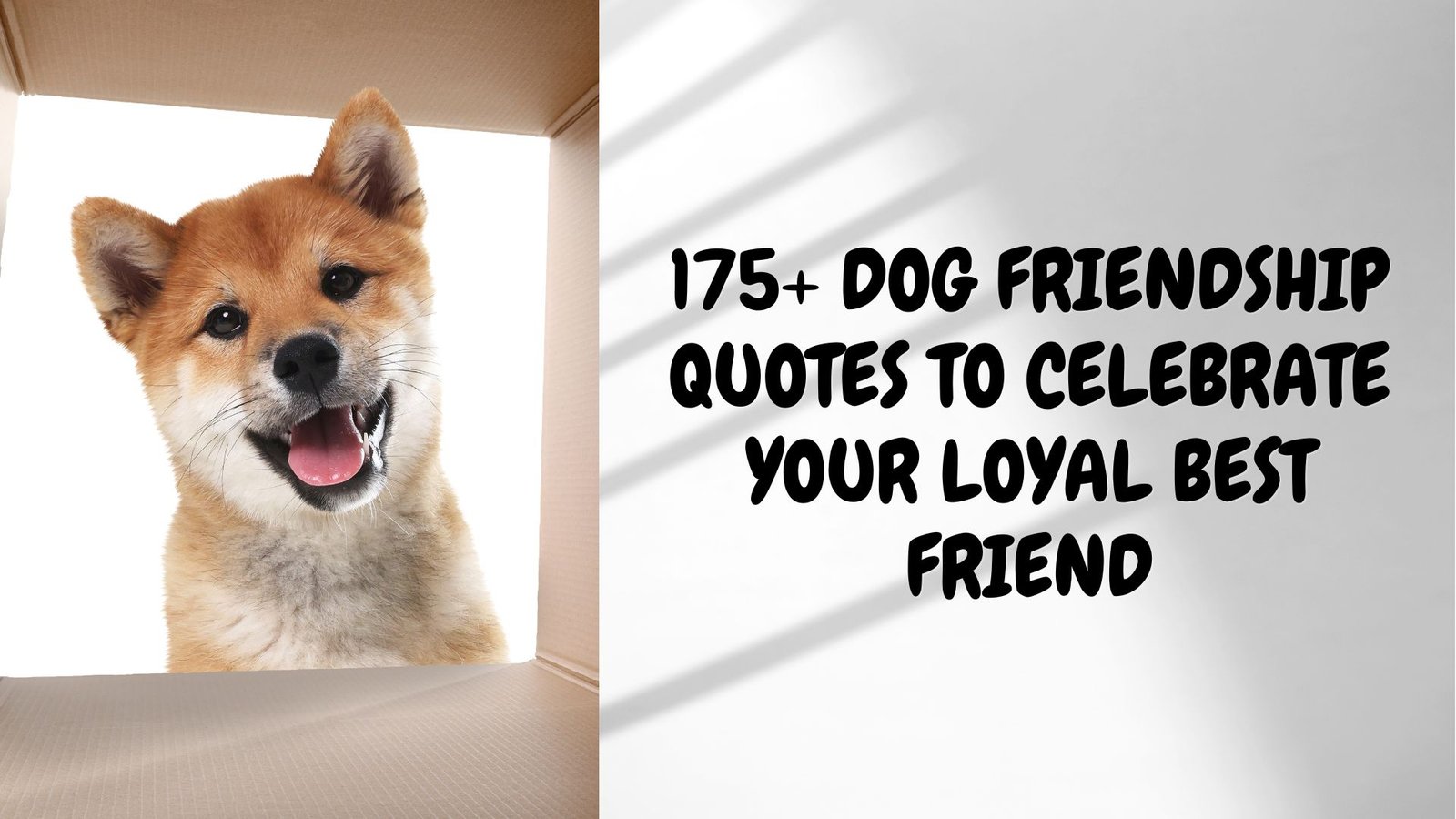 Dog friendship quotes - Woof woof