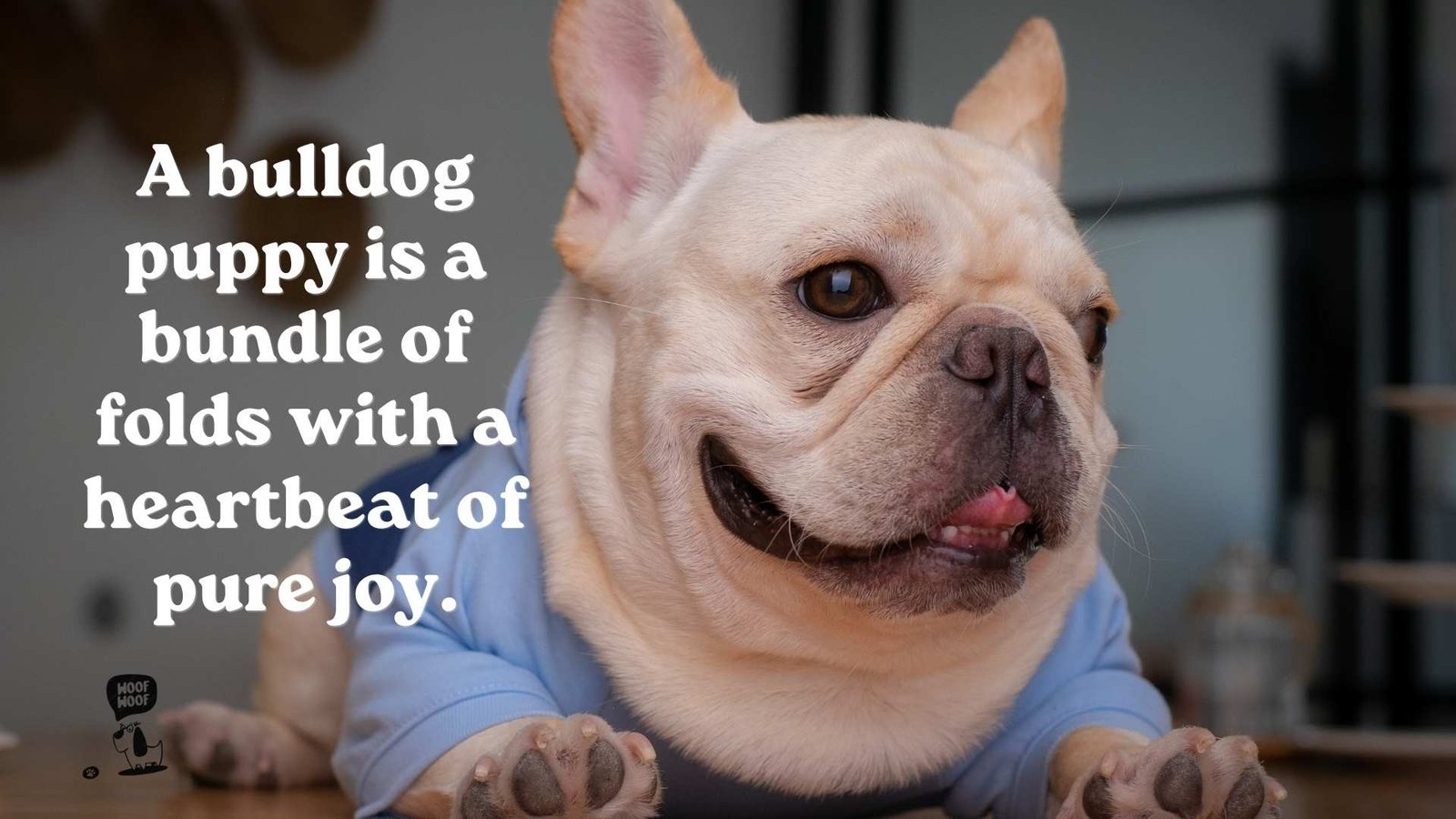 English Bulldog Puppy Quotes