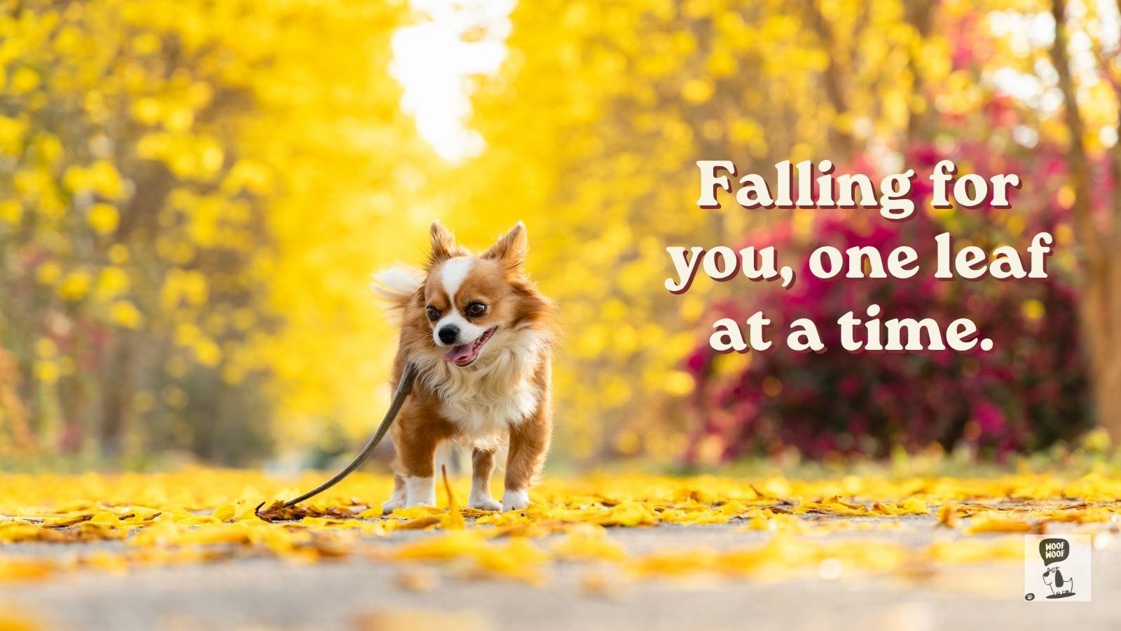 Fall Dog Quotes for Cozy Autumn Days