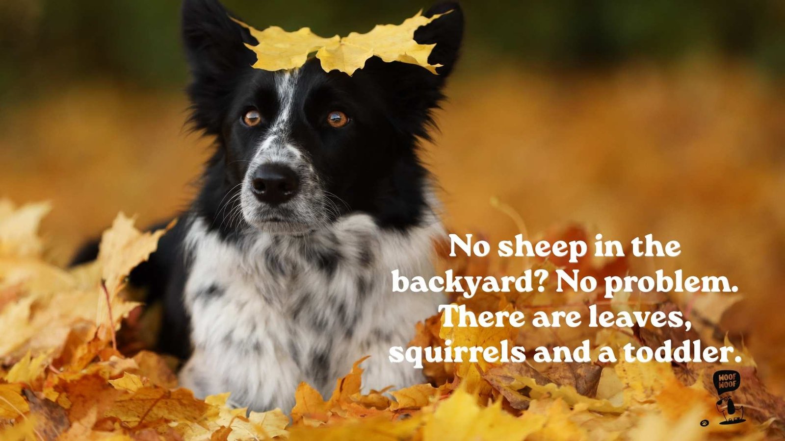 Funny Border Collie Herding Quotes