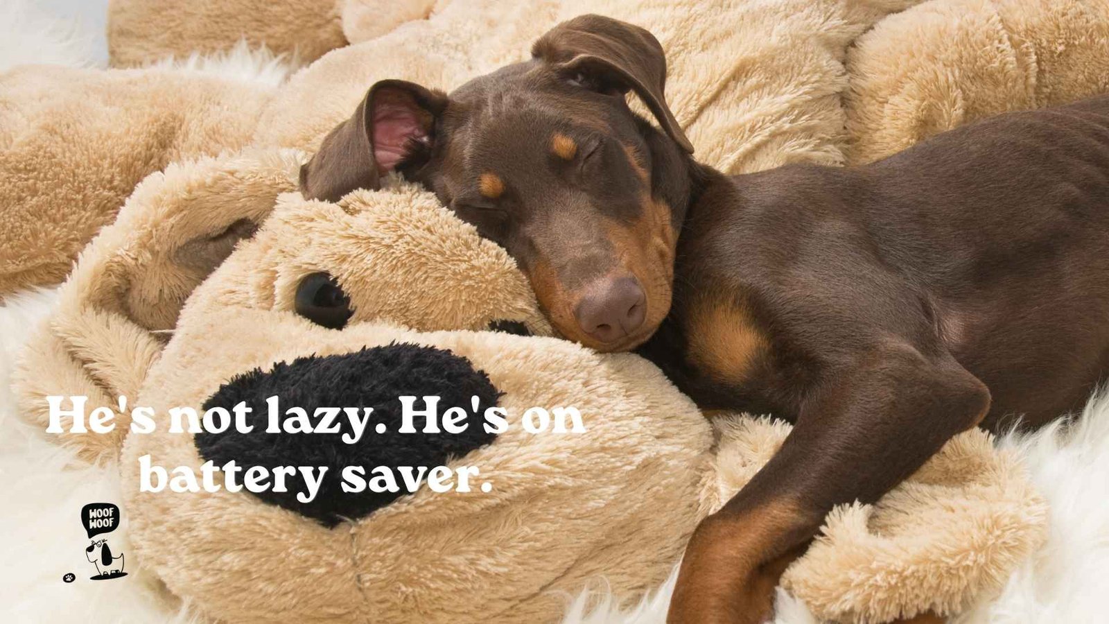Funny Captions for Lazy and Sleepy Dogs