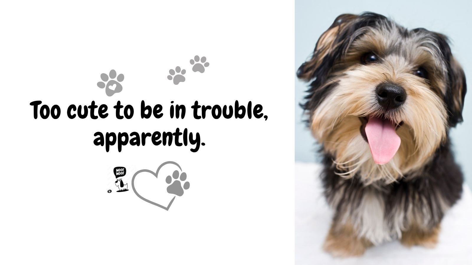 Funny Cute Dog Sayings
