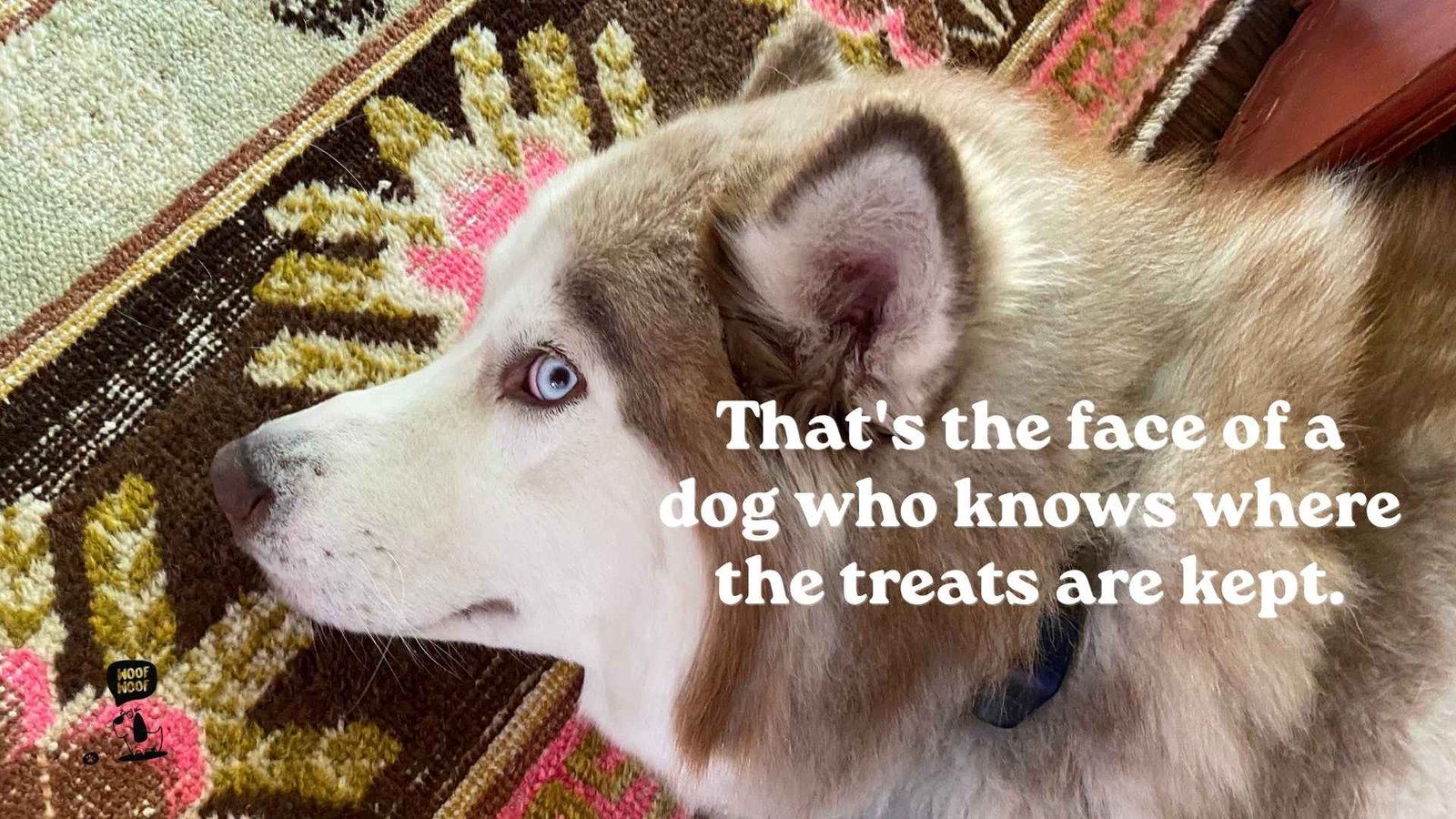 Funny Dog Comments for Your Friends' Posts