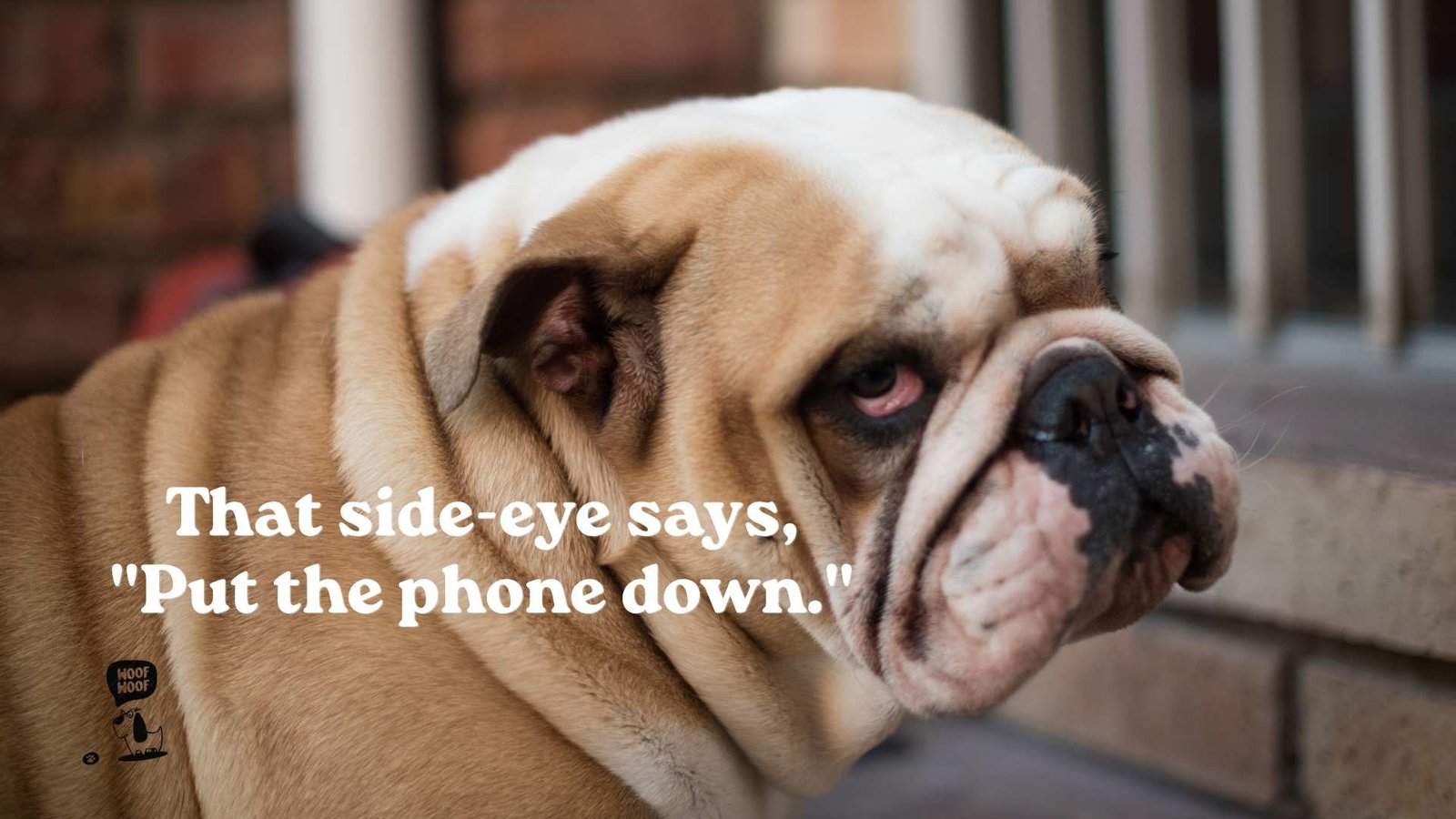 Funny Dog Photo Captions for Blurry Shots, Selfies, and Side-Eye