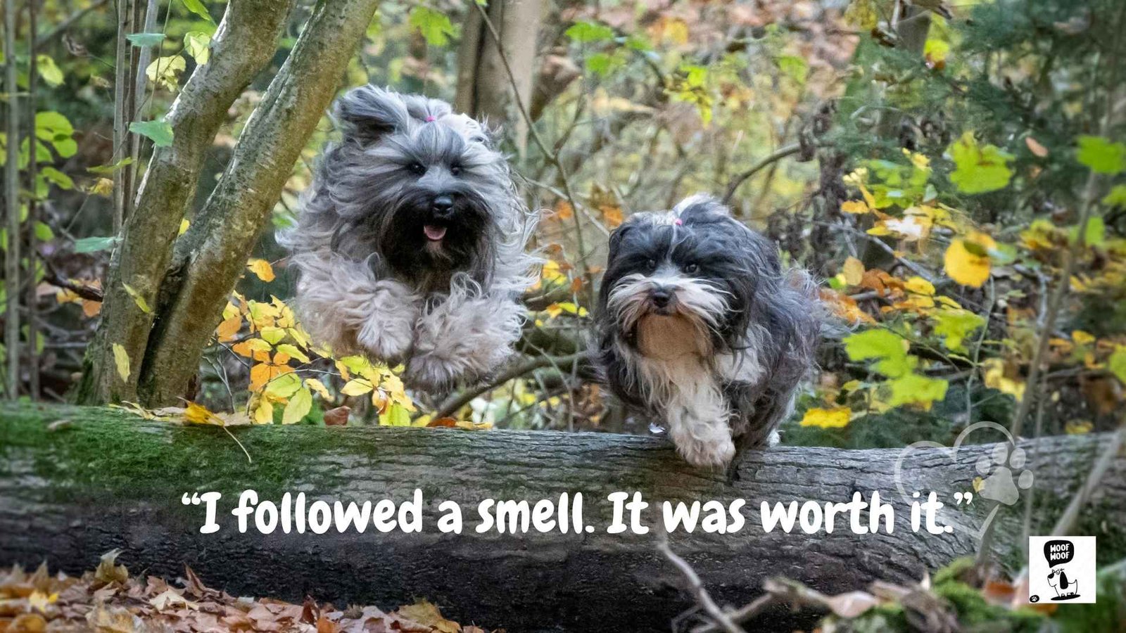 Funny Dog Tag Sayings