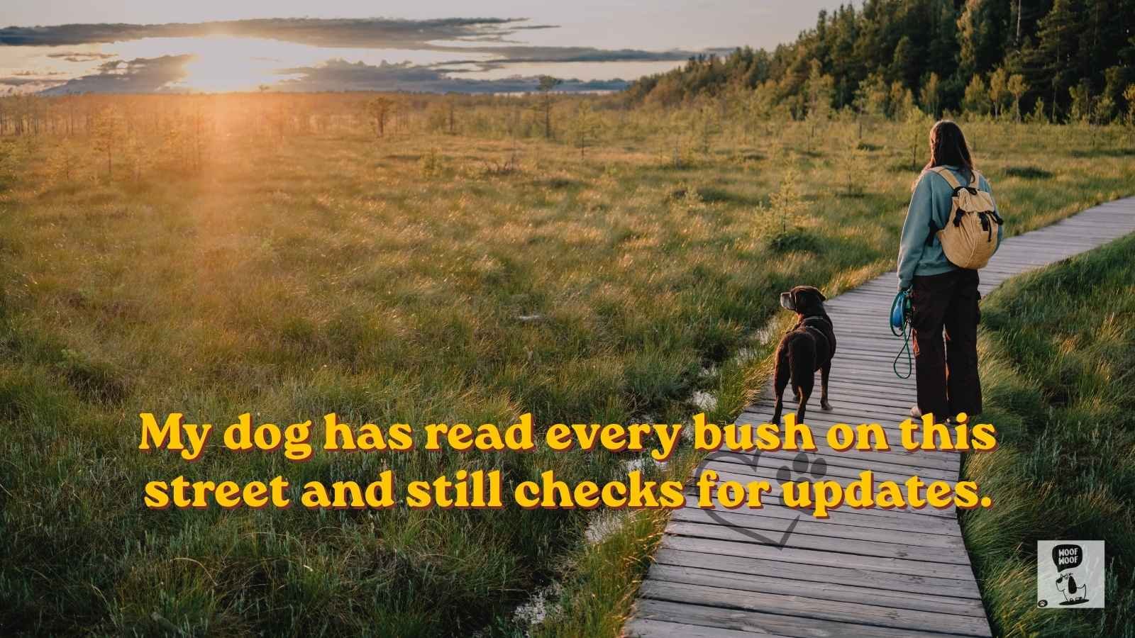 Funny Dog Walking Quotes