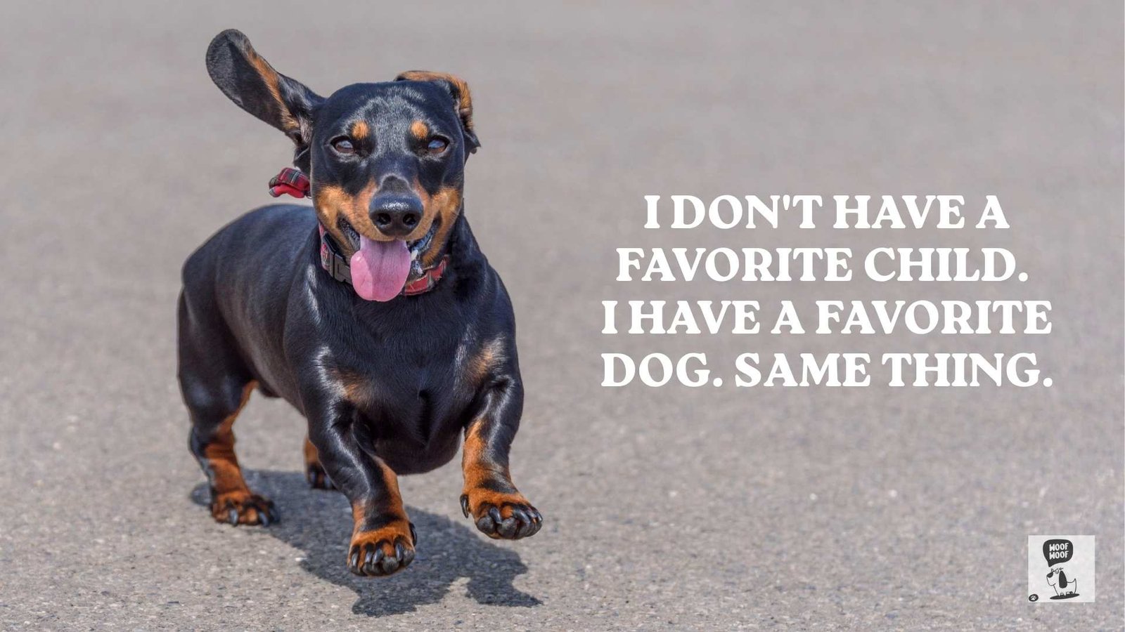 Funny I Love My Dog Quotes