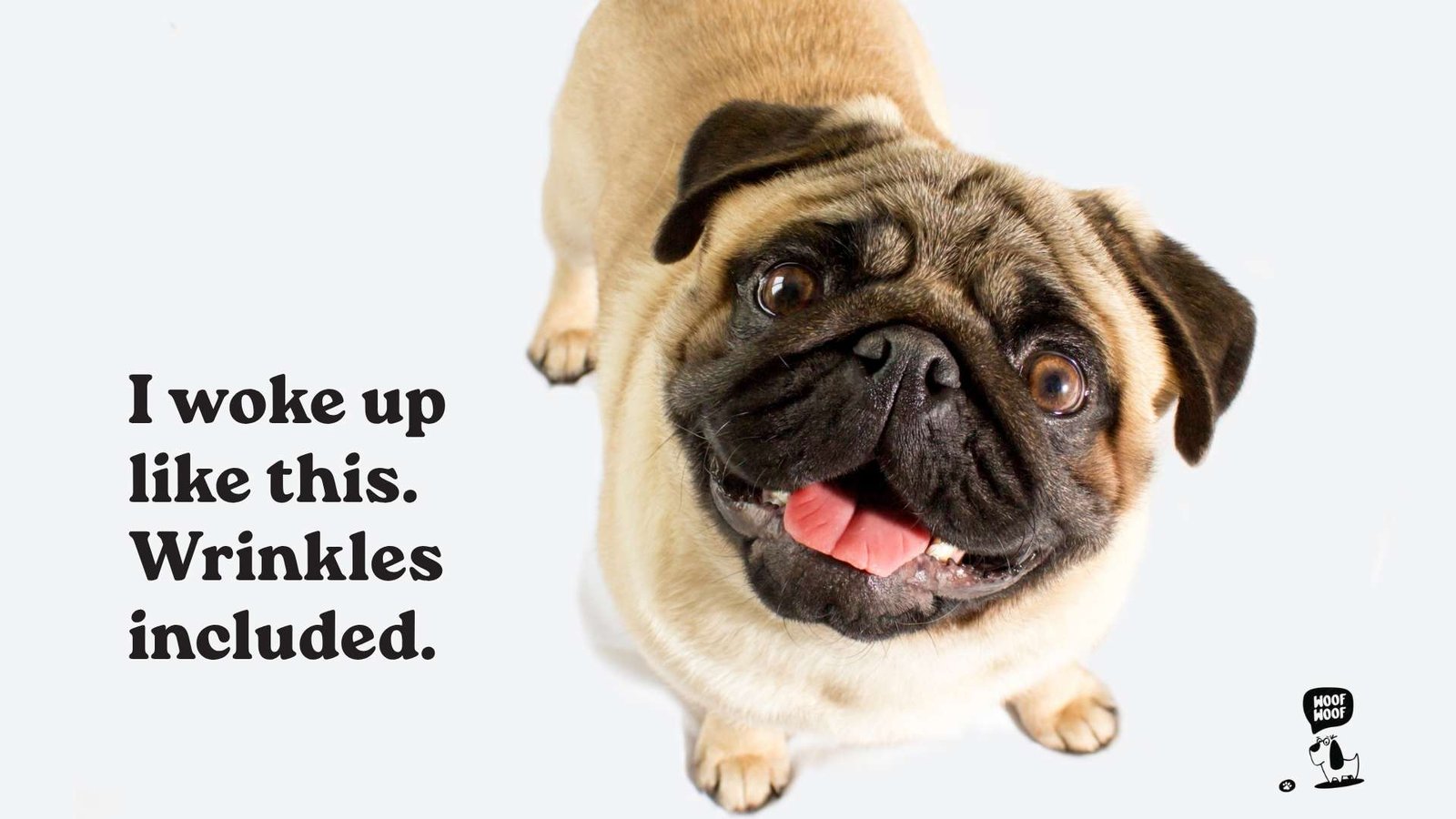 Funny Pug Captions for Instagram