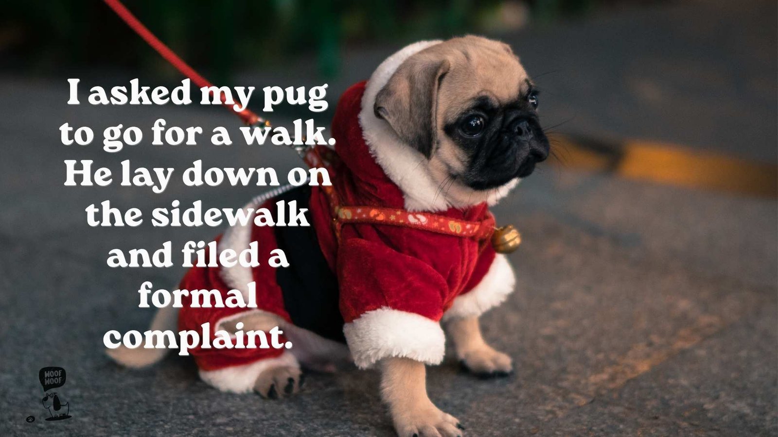 Funny Pug Quotes and Sayings