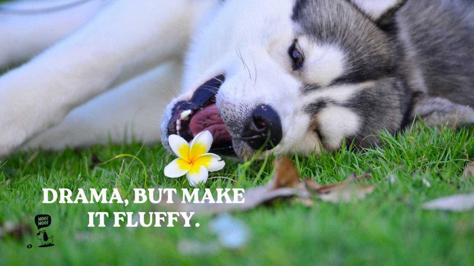 Funny Short Dog Captions for Instagram