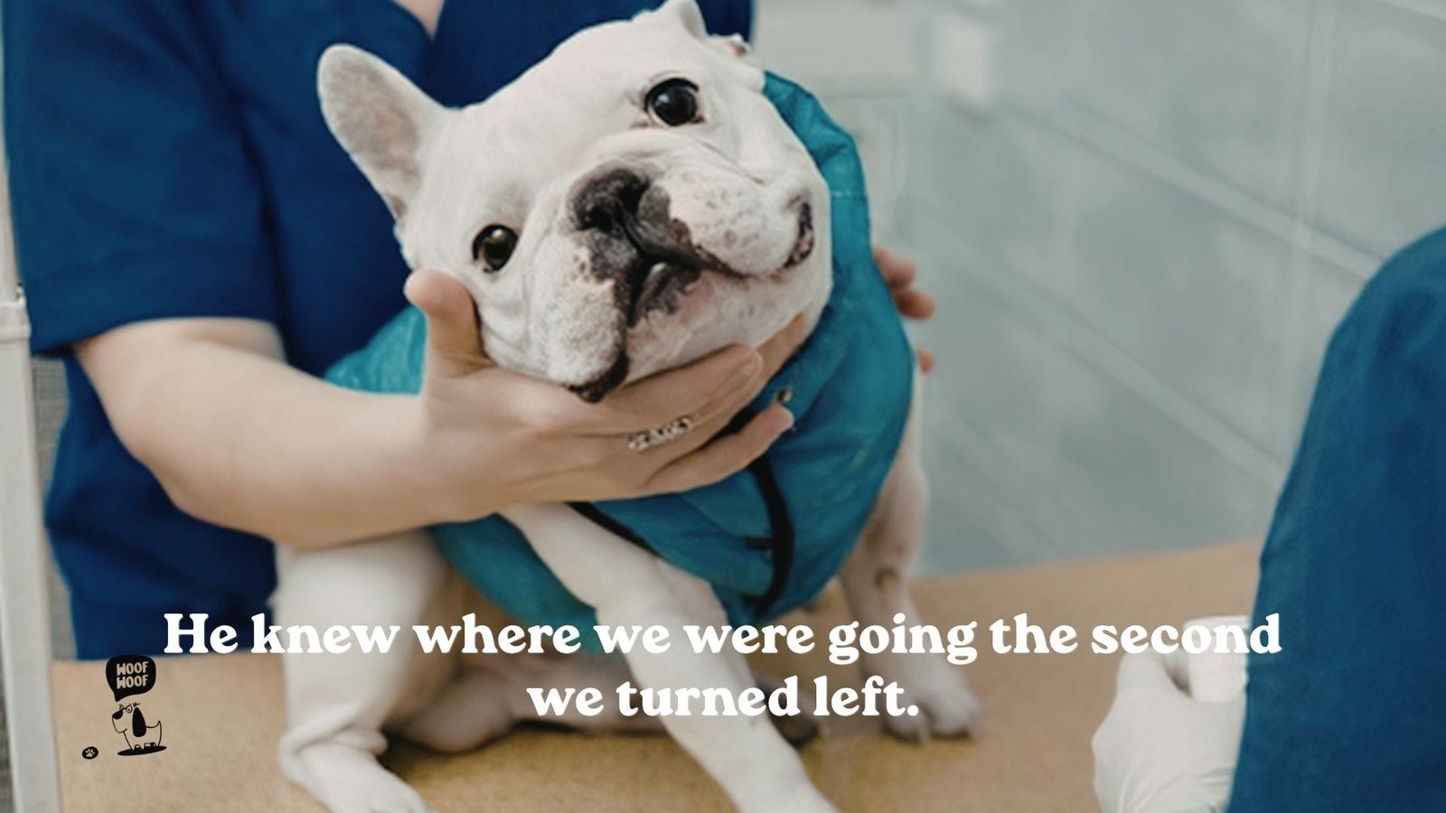 Funny Vet Visit Captions