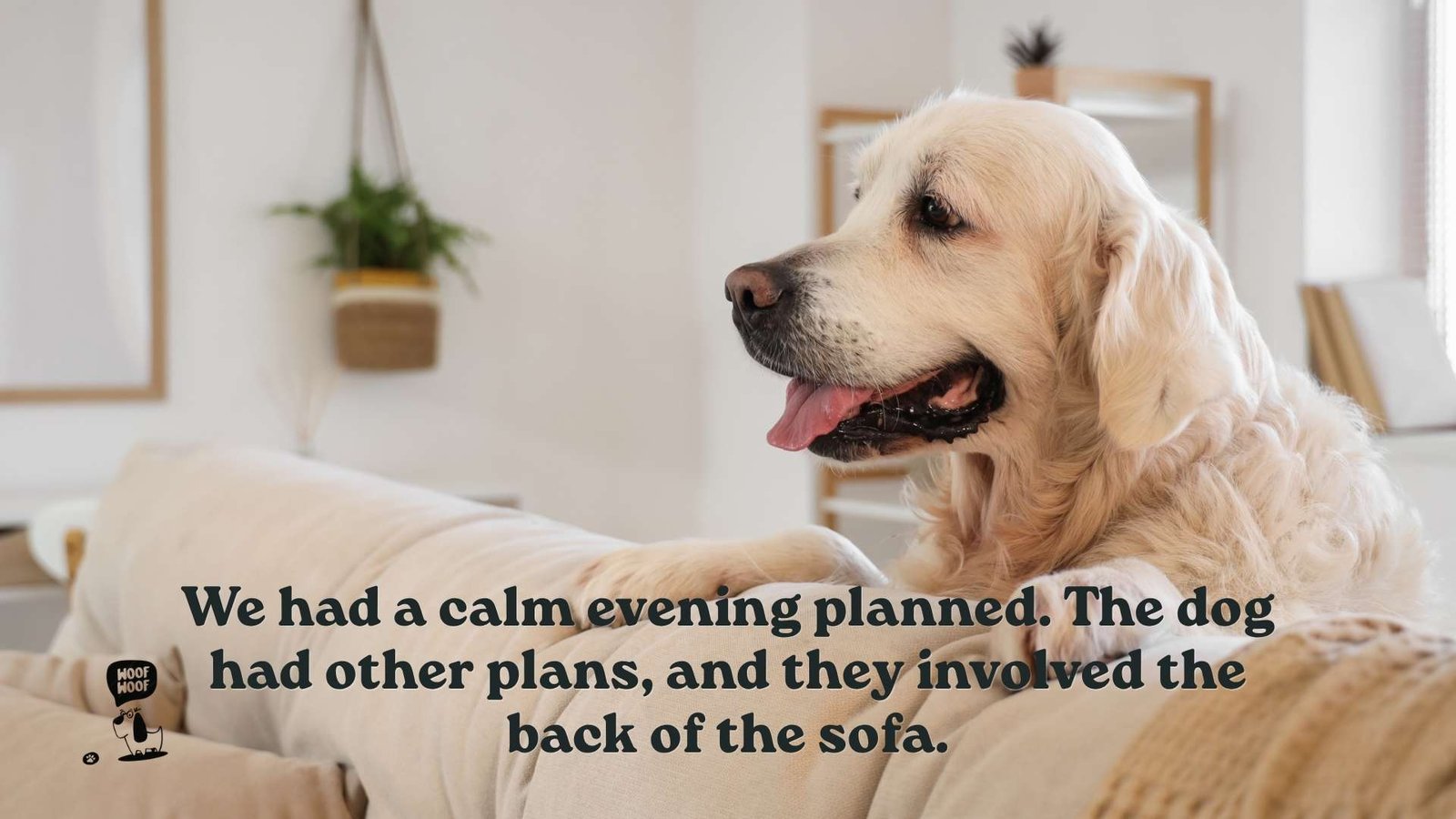 Funny Zoomies Captions